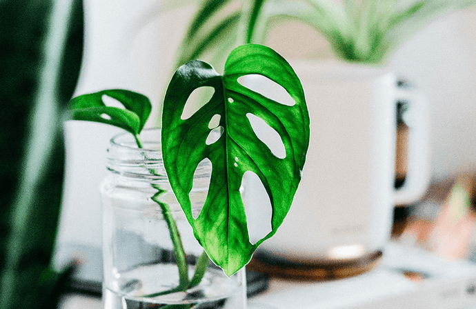 Lorem ipsum dolor sit amet